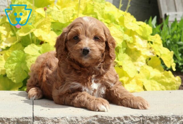 Abby Cockapoo2 image