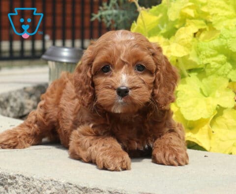 Ace Cockapoo