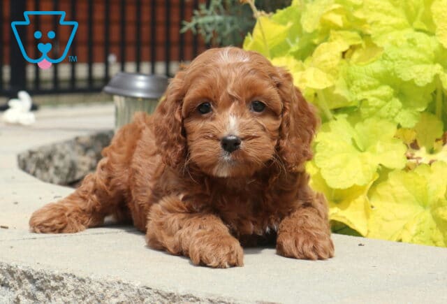 Ace Cockapoo image