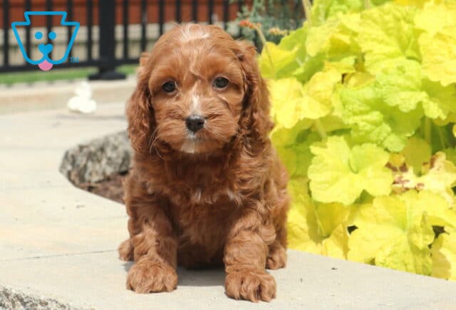 Ace Cockapoo2 image