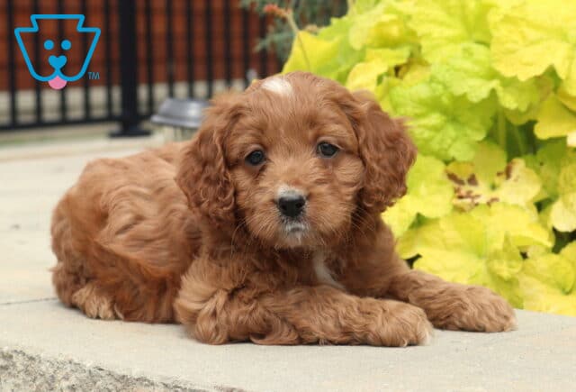 Albie Cockapoo image
