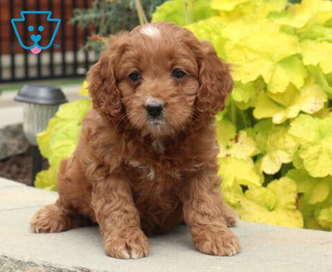 Albie Cockapoo2