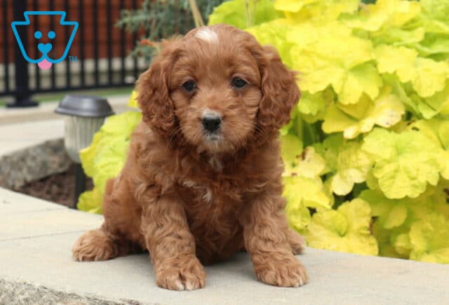 Albie Cockapoo2 image