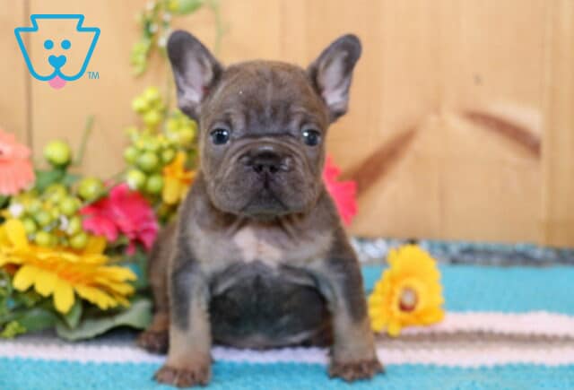 Alby Frenchie image