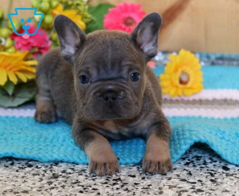 Alby Frenchie2