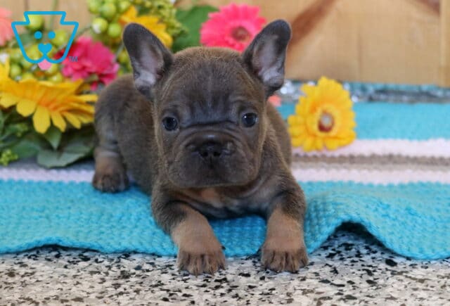 Alby Frenchie2 image