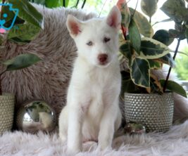 Alusky