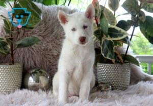 Alusky