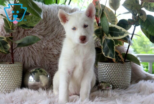 Alusky
