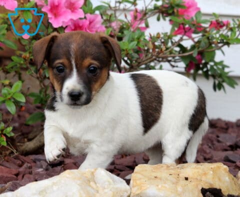Angel Foxy Russell