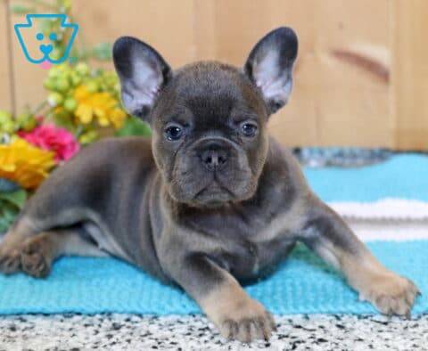 Angel Frenchie