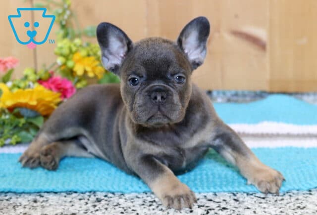 Angel Frenchie image