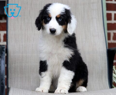 Annabell Australian Shepherd Retake