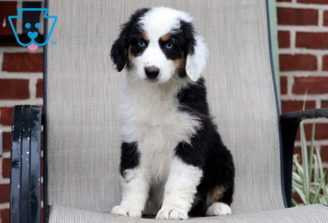 Blue-eyed black tri Australian Shepherd puppy sitting proudly on a patio chair with fluffy fur, bright white markings, and a curious expression image