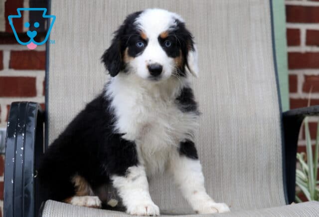 Tri color Australian Shepherd puppy with striking blue eyes sitting on an outdoor chair with fluffy black and white fur and a sweet alert expression image