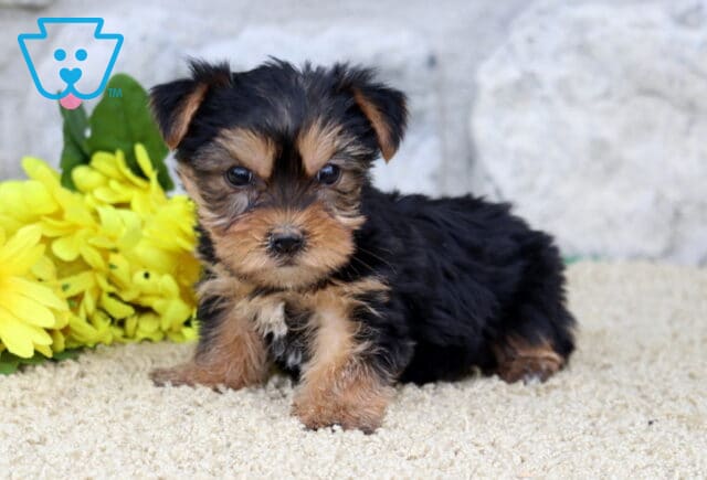 Annabell Yorkie image