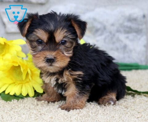 Annabell Yorkie2