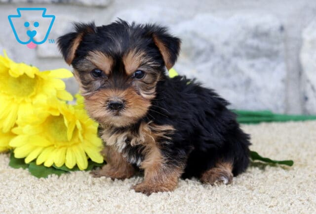 Annabell Yorkie2 image