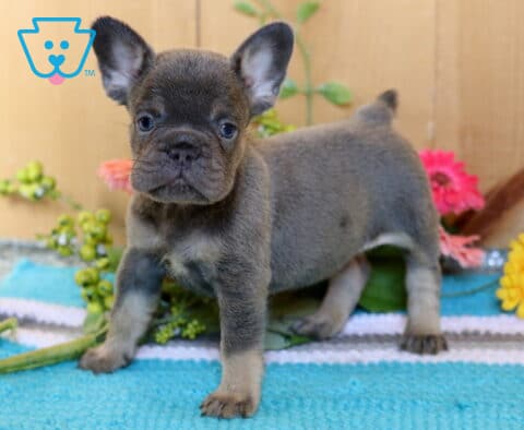 Annabella Frenchie