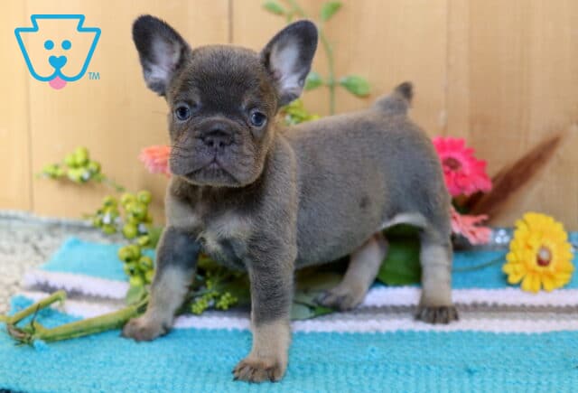 Annabella Frenchie image