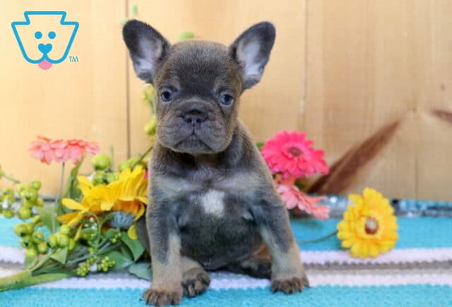 Annabella Frenchie2 image