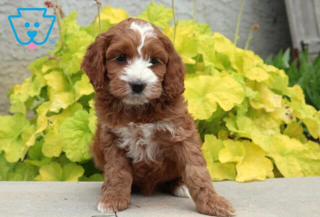 Red and white Cockapoo puppy with a fluffy curly coat sitting on a stone ledge in front of bright yellow garden plants with an adorable expression image