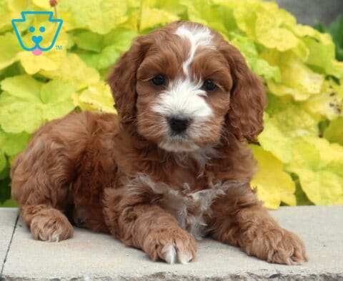 Annie Cockapoo2