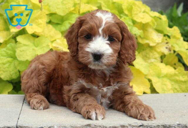 Red and white Cockapoo puppy with a fluffy curly coat sitting on a stone ledge in front of bright yellow garden plants with an adorable expression image