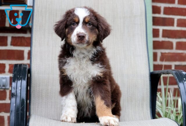 Red tri Australian Shepherd puppy sitting on a patio chair with fluffy white chest fur, copper markings, and a sweet attentive expression image