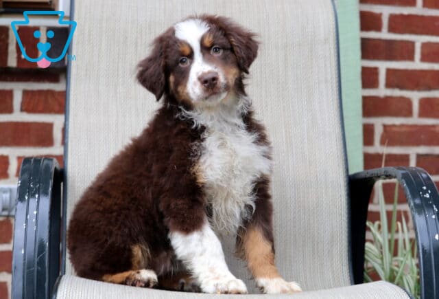 Fluffy red tri Australian Shepherd puppy sitting on an outdoor chair with a tilted head, white blaze markings, and soft copper accents around the eyes image