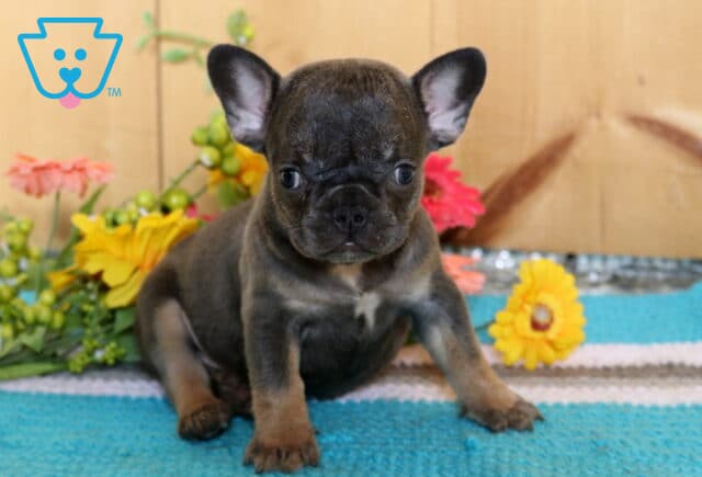 Apricot Frenchie image