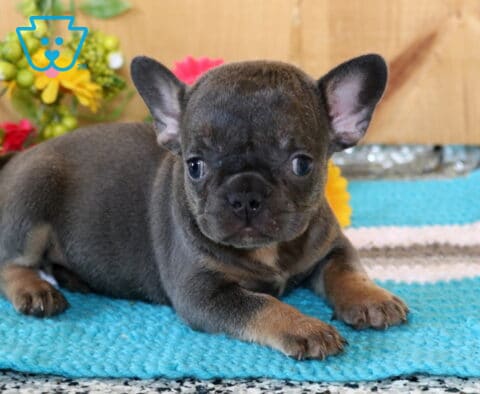 Apricot Frenchie2