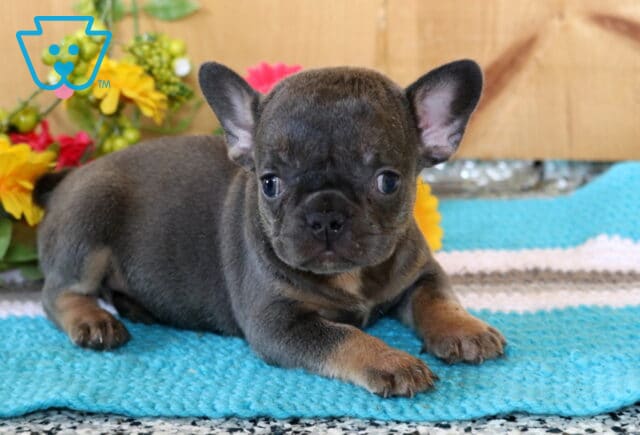 Apricot Frenchie2 image
