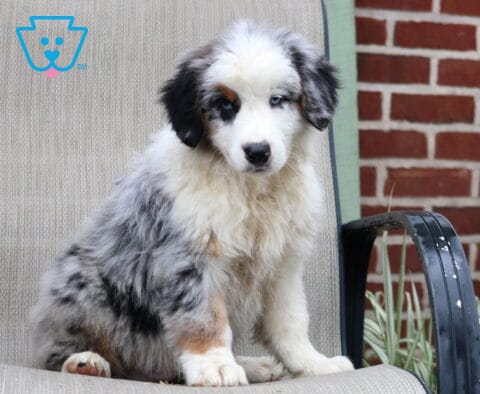 Arlan Australian Shepherd