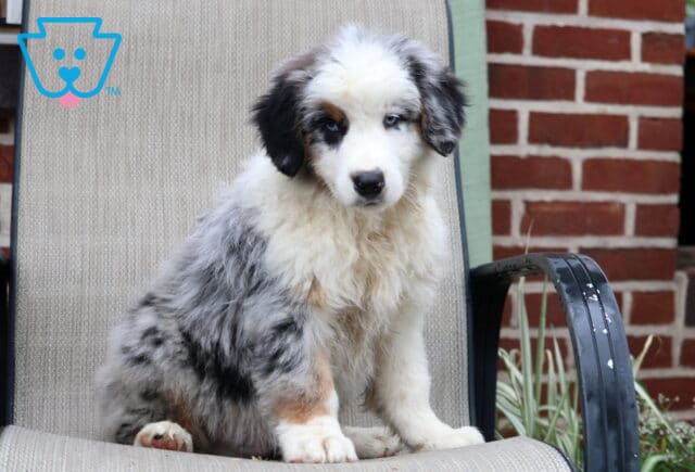 Arlan Australian Shepherd image