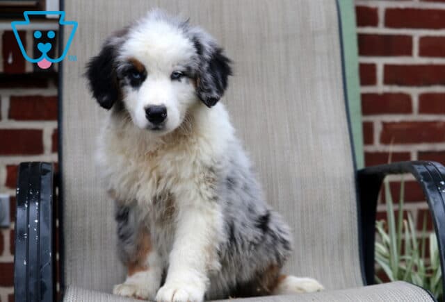 Arlan Australian Shepherd2 image