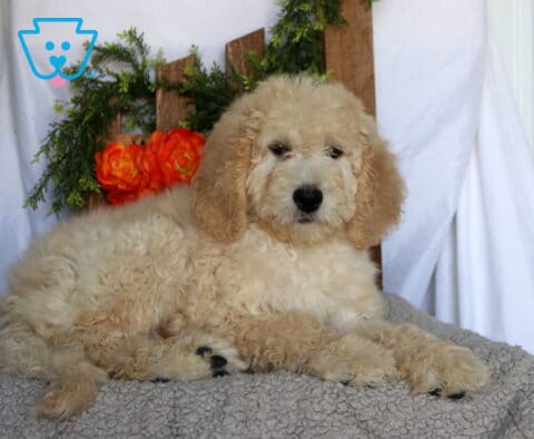 Arnold Goldendoodle