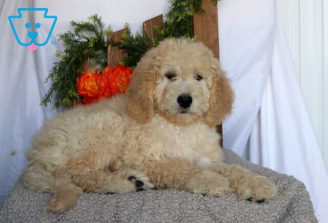 Arnold Goldendoodle image