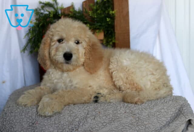 Arnold Goldendoodle2 image