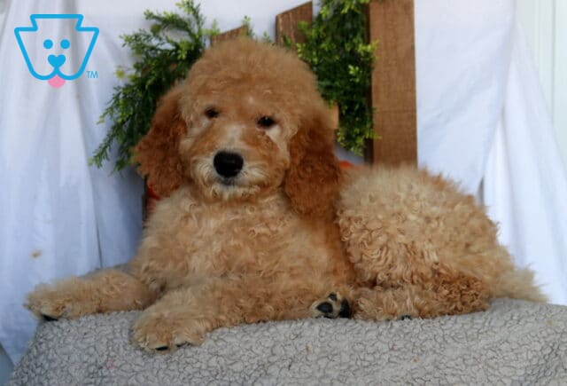 Asher Goldendoodle image