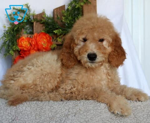 Asher Goldendoodle2