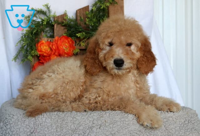 Asher Goldendoodle2 image