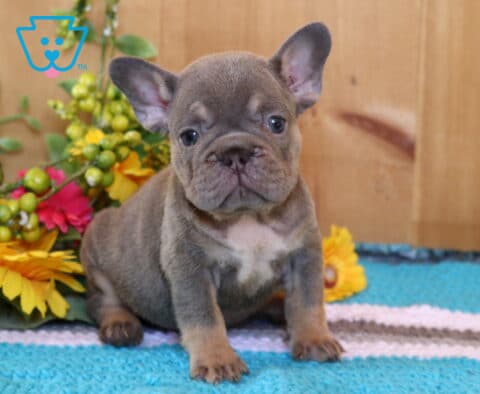 Ashley Frenchie