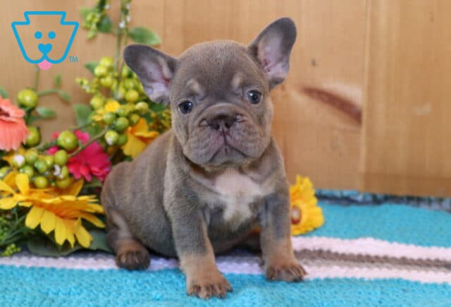 Ashley Frenchie image