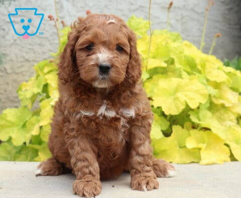 Astro Cockapoo
