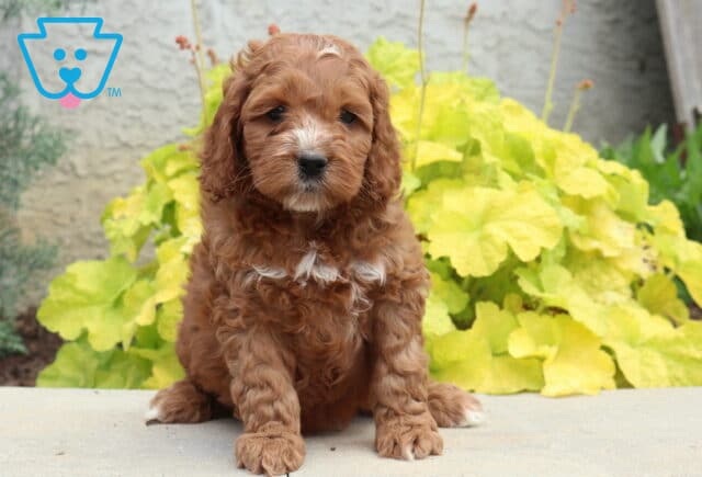 Astro Cockapoo image