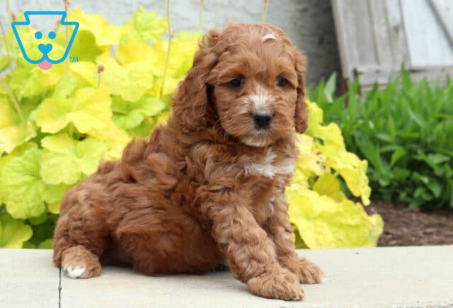Astro Cockapoo2 image
