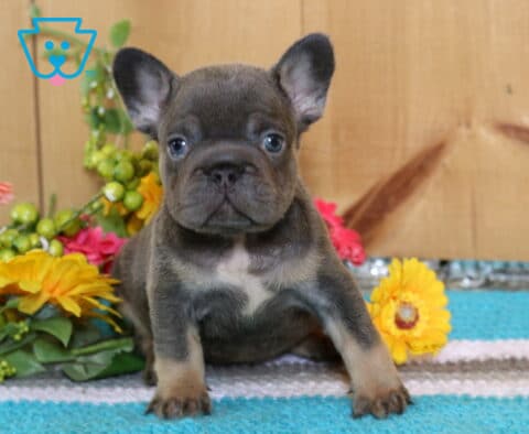Atti Frenchie