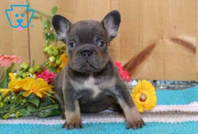 Atti Frenchie image