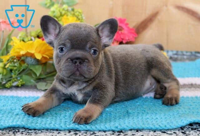 Atti Frenchie2 image